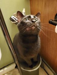 Lost Female Cat last seen boone county jail, idewild park, Burlington, KY 41005