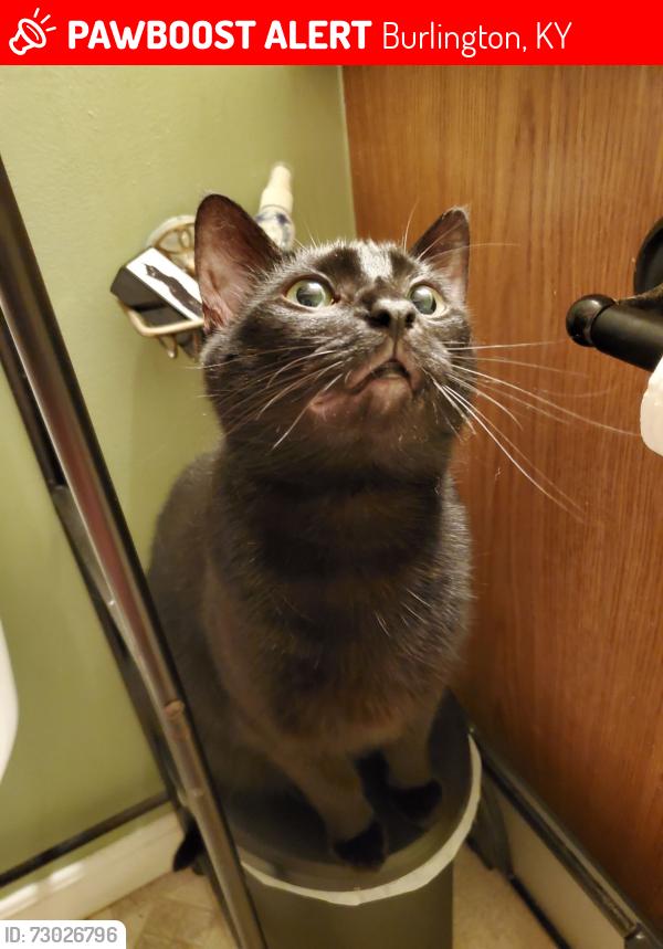 Lost Female Cat last seen boone county jail, idewild park, Burlington, KY 41005