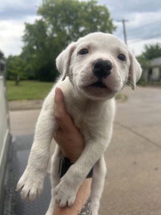 Shelter Stray Female Dog last seen Near STRONG AVE, Central District, TX, 355 Hillshire Dr, Haslet, TX 76052, USA