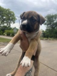 Shelter Stray Female Dog last seen Near STRONG AVE, Central District, TX, 355 Hillshire Dr, Haslet, TX 76052, USA