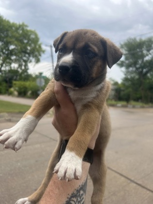Shelter Stray Female Dog last seen Near STRONG AVE, Central District, TX, 355 Hillshire Dr, Haslet, TX 76052, USA