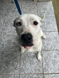 Shelter Stray Female Dog last seen Near WOODLARK DR, South District, TX, 355 Hillshire Dr, Haslet, TX 76052, USA