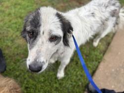 Shelter Stray Female Dog last seen Near SOUTH FWY, South District, TX, 355 Hillshire Dr, Haslet, TX 76052, USA