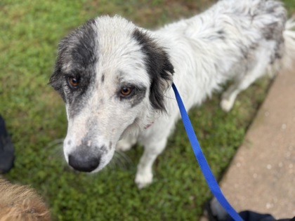 Shelter Stray Female Dog last seen Near SOUTH FWY, South District, TX, 355 Hillshire Dr, Haslet, TX 76052, USA