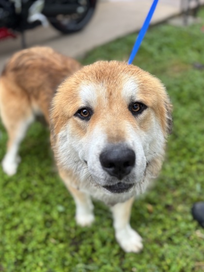 Shelter Stray Male Dog last seen Near SOUTH FWY, South District, TX, 355 Hillshire Dr, Haslet, TX 76052, USA