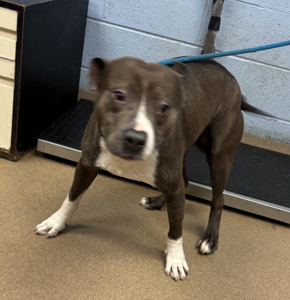 Shelter Stray Male Dog last seen , 30360, GA, 3280 Chamblee Dunwoody Rd, Chamblee, GA 30341, USA