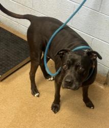 Shelter Stray Male Dog last seen , 30360, GA, 3280 Chamblee Dunwoody Rd, Chamblee, GA 30341, USA