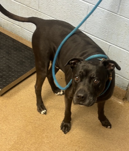 Shelter Stray Male Dog last seen , 30360, GA, 3280 Chamblee Dunwoody Rd, Chamblee, GA 30341, USA
