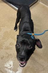 Shelter Stray Male Dog last seen Near Glenwood Road Decatur, 30032, 30032, GA, 3280 Chamblee Dunwoody Rd, Chamblee, GA 30341, USA