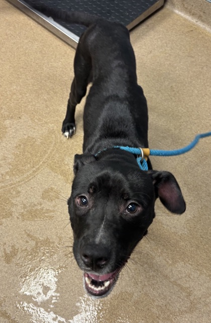 Shelter Stray Male Dog last seen Near Glenwood Road Decatur, 30032, 30032, GA, 3280 Chamblee Dunwoody Rd, Chamblee, GA 30341, USA
