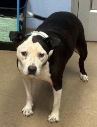 Shelter Stray Female Dog last seen , 30034, GA, 3280 Chamblee Dunwoody Rd, Chamblee, GA 30341, USA