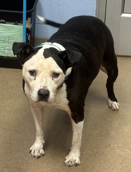 Shelter Stray Female Dog last seen , 30034, GA, 3280 Chamblee Dunwoody Rd, Chamblee, GA 30341, USA