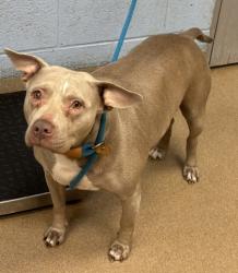 Shelter Stray Female Dog last seen Near Treecrest Pkwy 2100 Decatur, 30035, 30035, GA, 3280 Chamblee Dunwoody Rd, Chamblee, GA 30341, USA