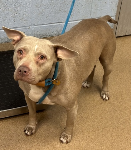 Shelter Stray Female Dog last seen Near Treecrest Pkwy 2100 Decatur, 30035, 30035, GA, 3280 Chamblee Dunwoody Rd, Chamblee, GA 30341, USA