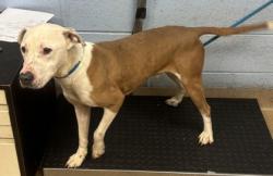 Shelter Stray Male Dog last seen Near Sharonton Drive Stone Mountain, 30083, 30083, GA, 3280 Chamblee Dunwoody Rd, Chamblee, GA 30341, USA