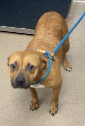 Shelter Stray Female Dog last seen Near Sharonton Drive Stone Mountain, 30083, 30083, GA, 3280 Chamblee Dunwoody Rd, Chamblee, GA 30341, USA