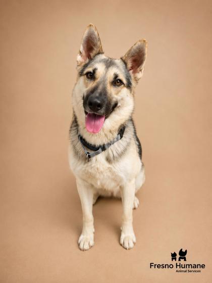 Shelter Stray Male Dog last seen S Fruit Ave & W Central Ave, Fresno Zone Fresno CO 1A 93706, CA, 1510 W Dan Ronquillo Dr, Fresno, CA 93706, USA