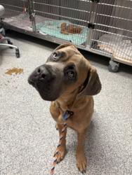Shelter Stray Male Dog last seen Near Christopher, New Bern, NC, 1639 Old Airport Rd, New Bern, NC 28562, USA