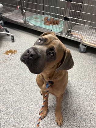 Shelter Stray Male Dog last seen Near Christopher, New Bern, NC, 1639 Old Airport Rd, New Bern, NC 28562, USA