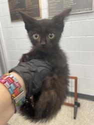 Shelter Stray Male Cat last seen Camden Square, New Bern City Limits, NC, 1639 Old Airport Rd, New Bern, NC 28562, USA