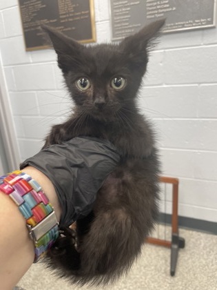 Shelter Stray Male Cat last seen Camden Square, New Bern City Limits, NC, 1639 Old Airport Rd, New Bern, NC 28562, USA