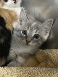 Shelter Stray Female Cat last seen Near Belltown rd, Dover, , 1639 Old Airport Rd, New Bern, NC 28562, USA