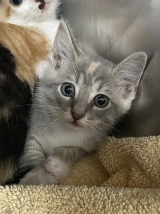 Shelter Stray Female Cat last seen Near Belltown rd, Dover, , 1639 Old Airport Rd, New Bern, NC 28562, USA