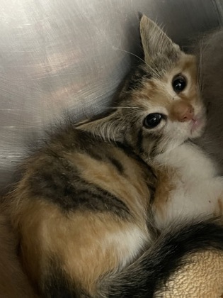 Shelter Stray Female Cat last seen Near Belltown rd, Dover, , 1639 Old Airport Rd, New Bern, NC 28562, USA