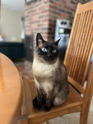 Reunited Male Cat last seen 65th, Seattle, WA 98115
