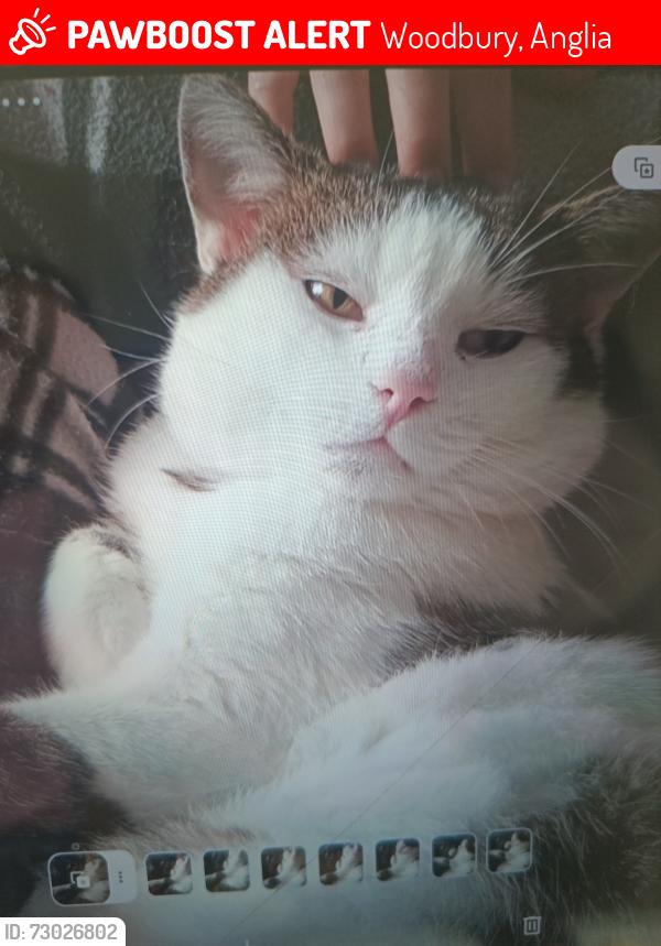 Lost Male Cat last seen Park close, Woodbury, Anglia 