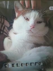 Lost Male Cat last seen Park close, Woodbury, Anglia 