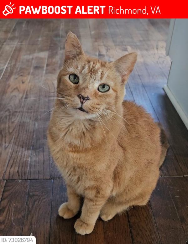 Lost Male Cat last seen Brookland Park Blvd and Barton Ave near Parks Combo 2, Richmond, VA 23222