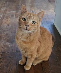 Lost Male Cat last seen Brookland Park Blvd and Barton Ave near Parks Combo 2, Richmond, VA 23222