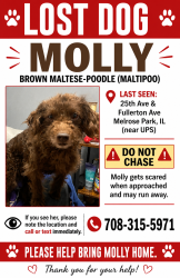 Lost Female Dog last seen 25th ave and Fullerton inform of ups factories , Franklin Park, IL 60131