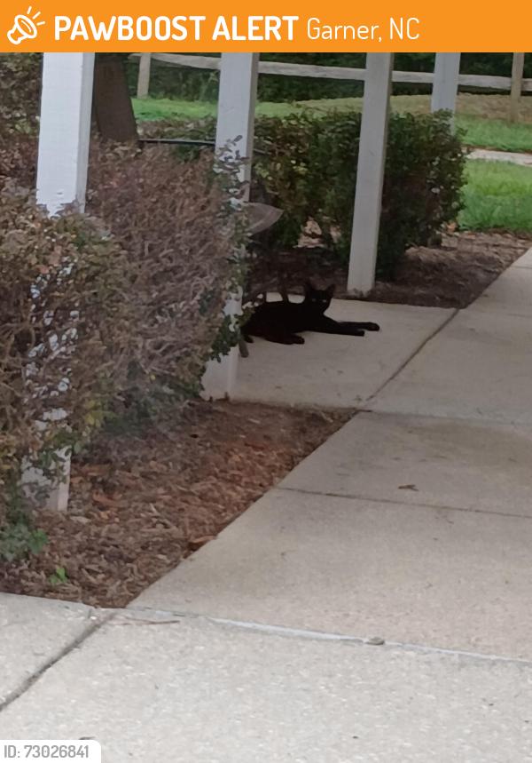 Found/Stray Unknown Cat last seen Garner rd and Creech, Garner, NC 27529