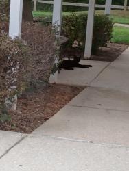 Found/Stray Unknown Cat last seen Garner rd and Creech, Garner, NC 27529