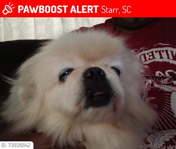 Lost Female Dog last seen Near 1st avenue store South Carolina, Starr, SC 29684