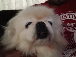 Lost Female Dog last seen Near 1st avenue store South Carolina, Starr, SC 29684
