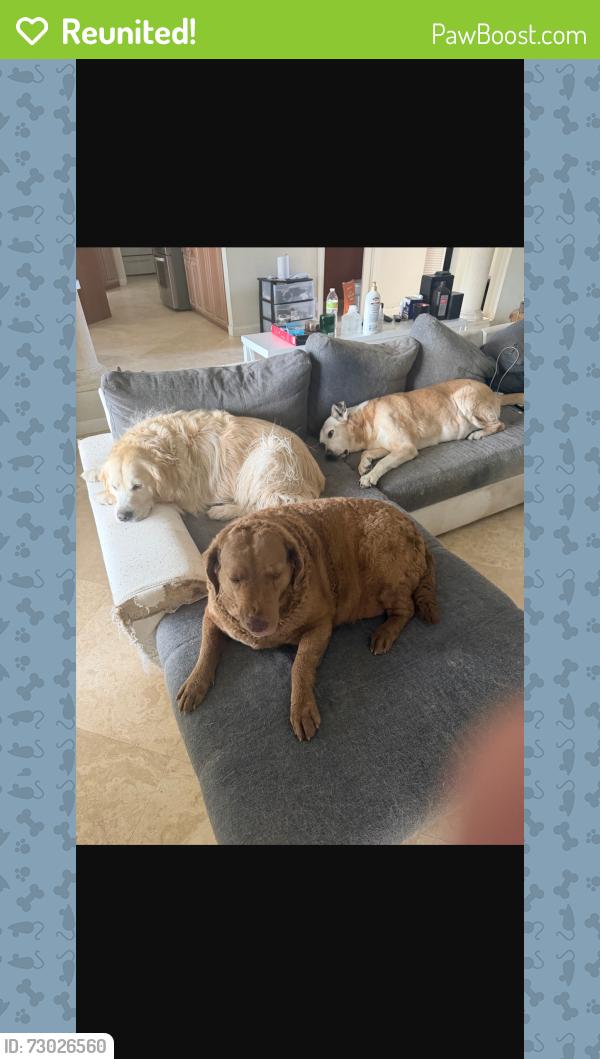 Reunited Unknown Dog last seen Near s 13 ave pompano bch, Pompano Beach, FL 33060