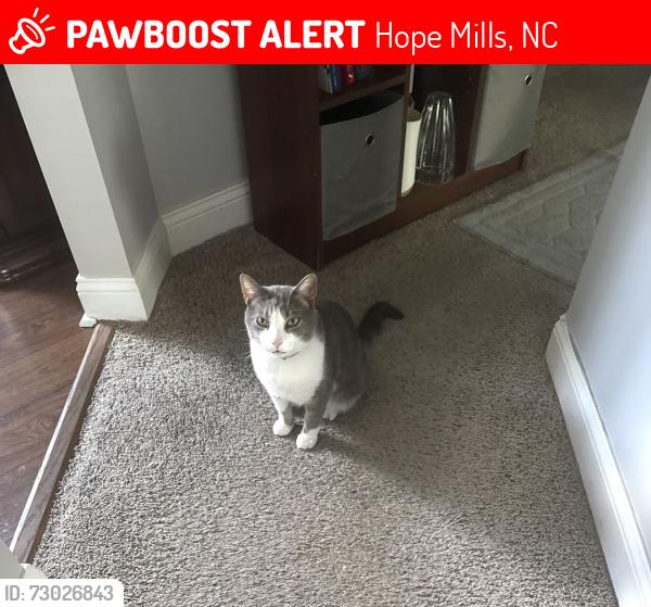 Lost Male Cat last seen Hammonds frame rd, Hope Mills, NC 28348