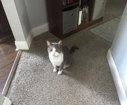 Lost Male Cat last seen Hammonds frame rd, Hope Mills, NC 28348