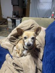Lost Female Dog last seen Morganton, Morganton, NC 28655
