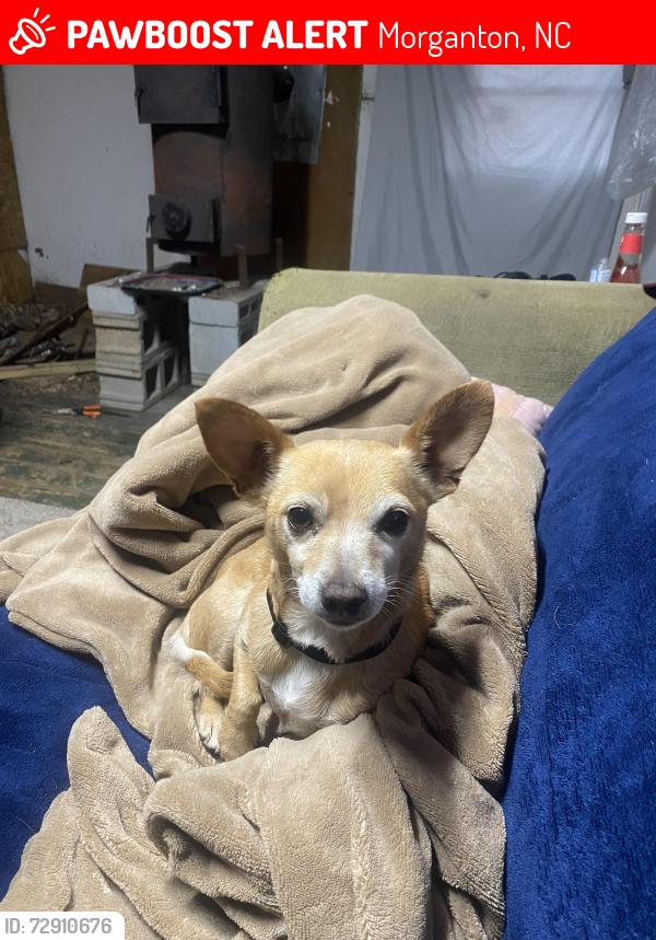 Lost Female Dog last seen Morganton, Morganton, NC 28655