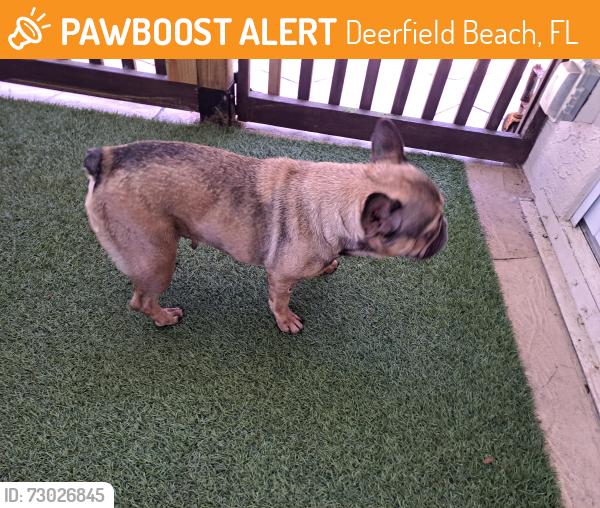 Rehomed Female Dog last seen Near nw 41st way, Deerfield Beach, fl, 33442, Deerfield Beach, FL 33442