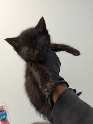 Shelter Stray Male Cat last seen Coban Street, San Diego, CA, 92114, 5500 Gaines St, San Diego, CA 92110, USA