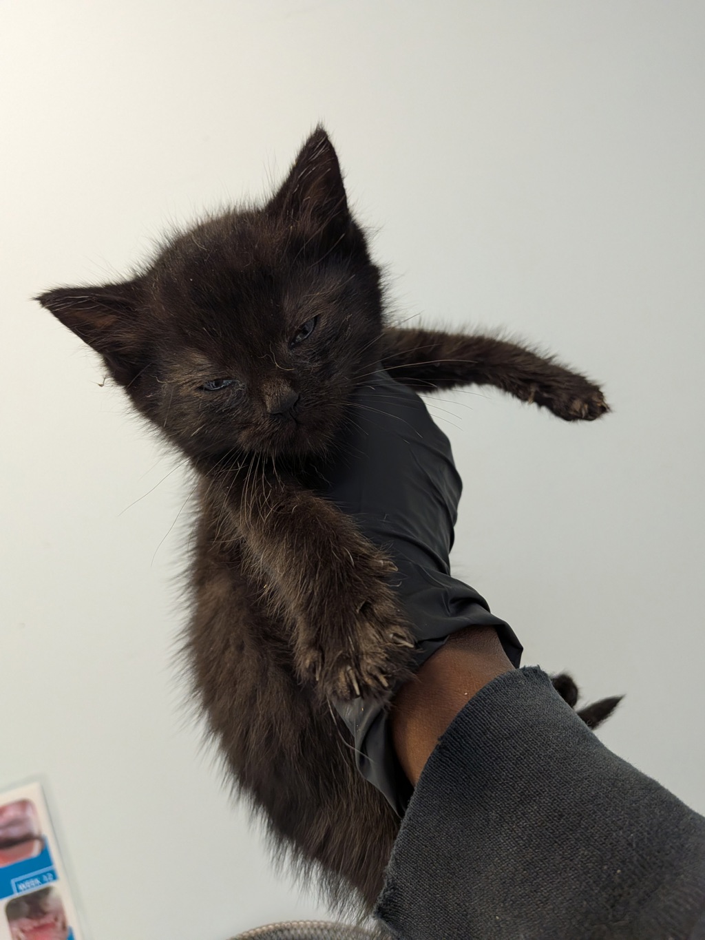 Shelter Stray Male Cat last seen Coban Street, San Diego, CA, 92114, 5500 Gaines St, San Diego, CA 92110, USA