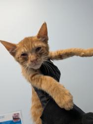 Shelter Stray Male Cat last seen Coban Street, San Diego, CA, 92114, 5500 Gaines St, San Diego, CA 92110, USA