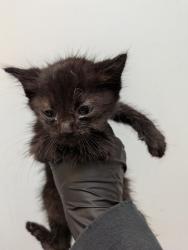 Shelter Stray Male Cat last seen Coban Street, San Diego, CA, 92114, 5500 Gaines St, San Diego, CA 92110, USA
