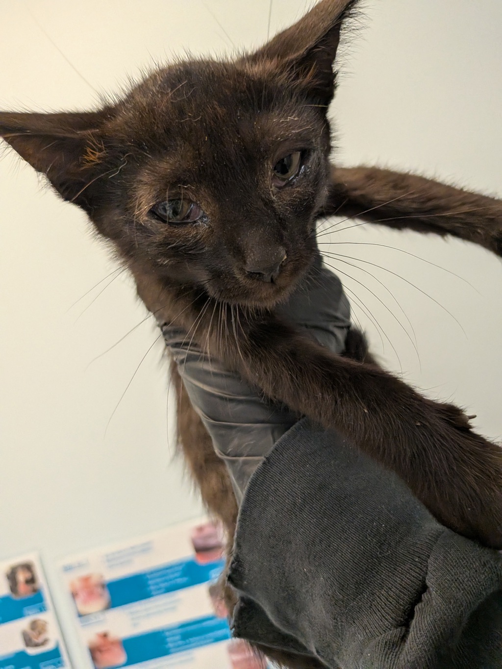 Shelter Stray Male Cat last seen Coban Street, San Diego, CA, 92114, 5500 Gaines St, San Diego, CA 92110, USA