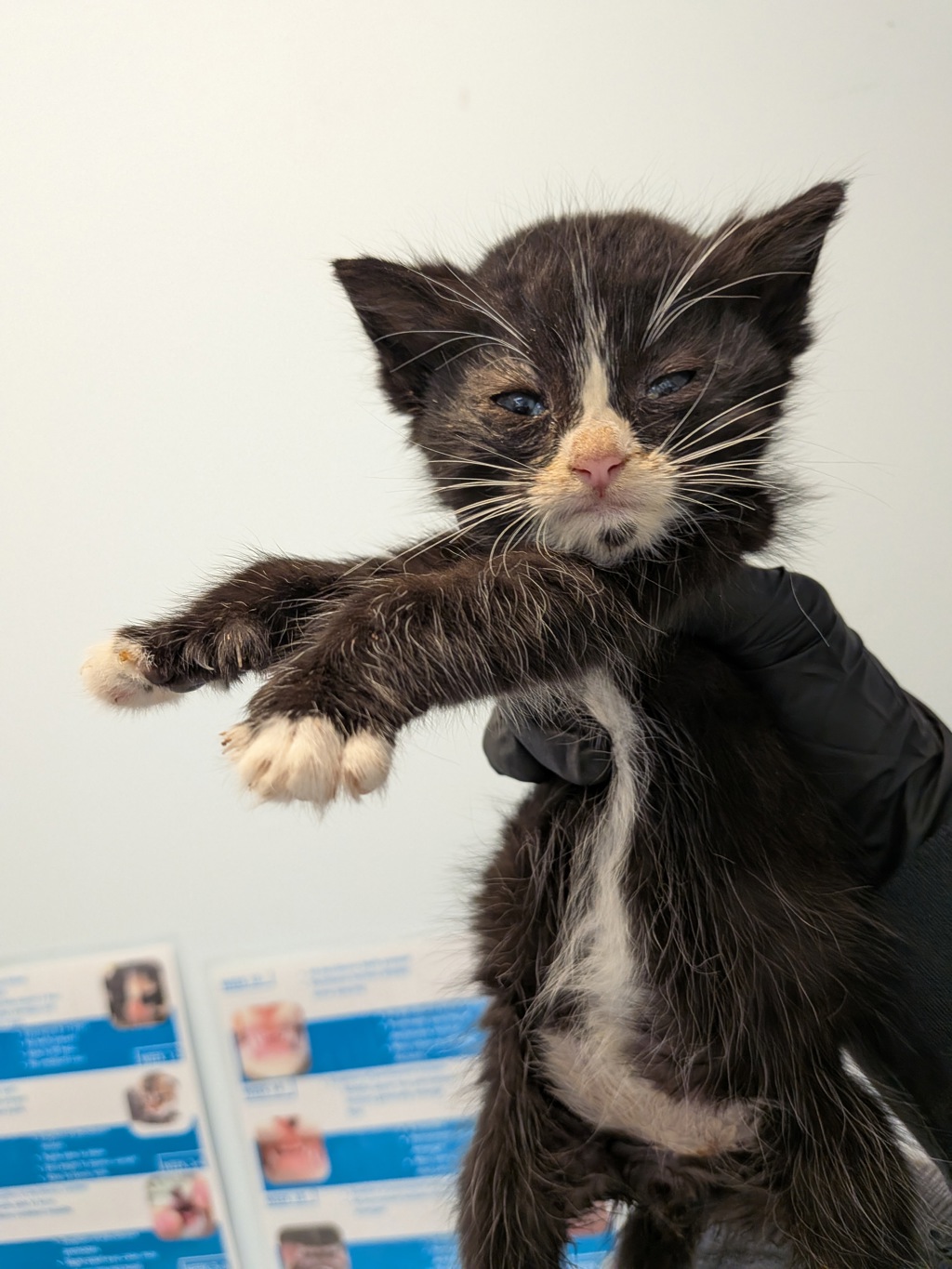 Shelter Stray Male Cat last seen Coban Street, San Diego, CA, 92114, 5500 Gaines St, San Diego, CA 92110, USA